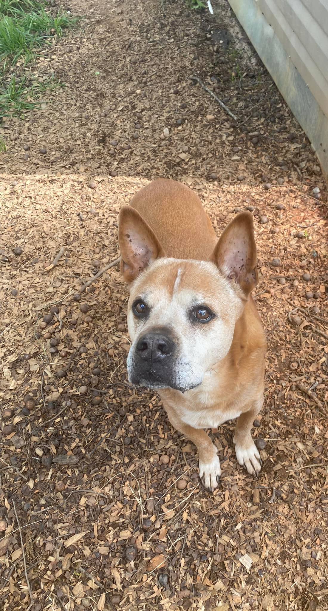 Diesel, a Adoptable mixed breed in Hartwell, GA image 1/6