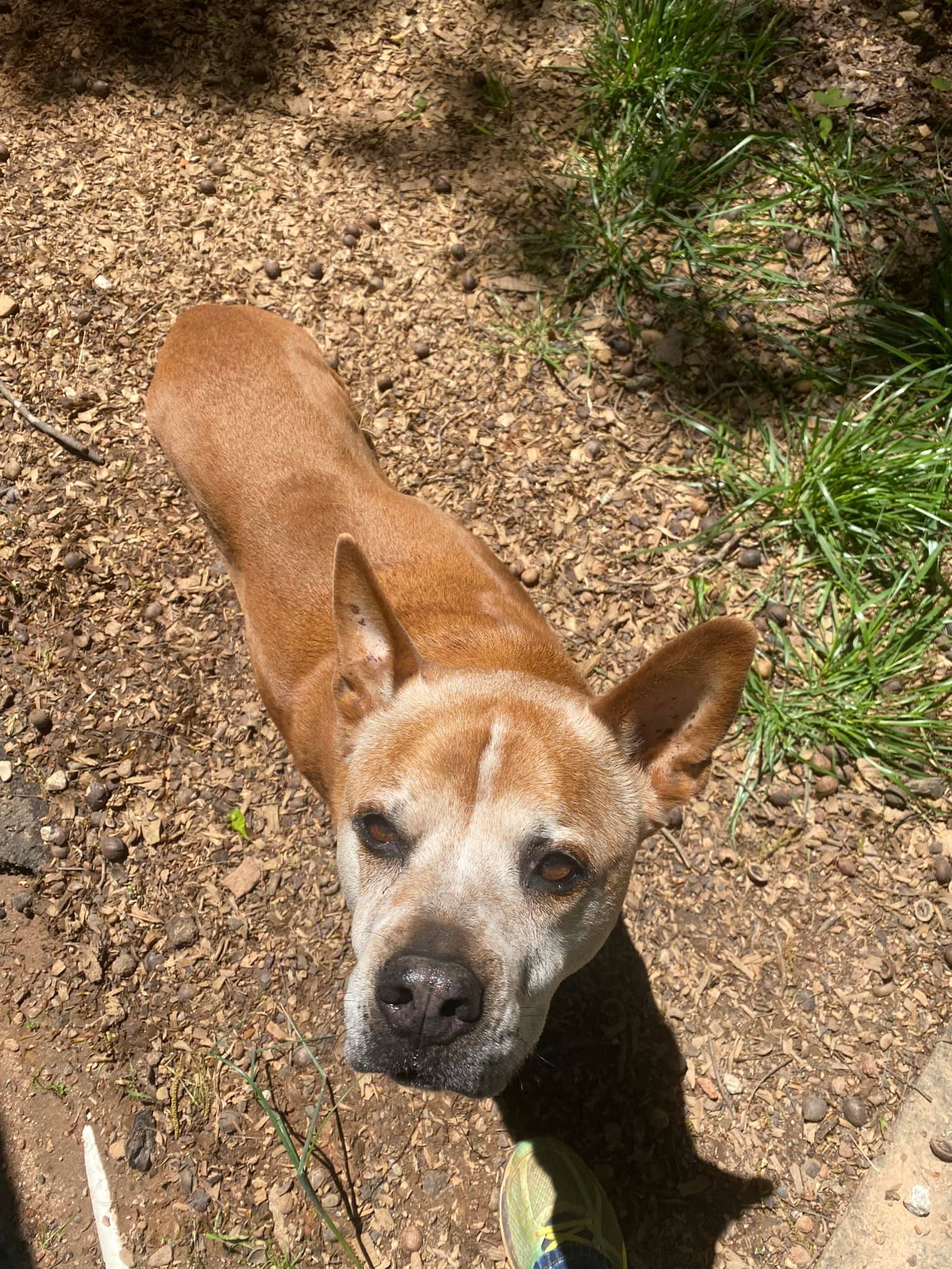 Diesel, a Adoptable mixed breed in Hartwell, GA image 2/6