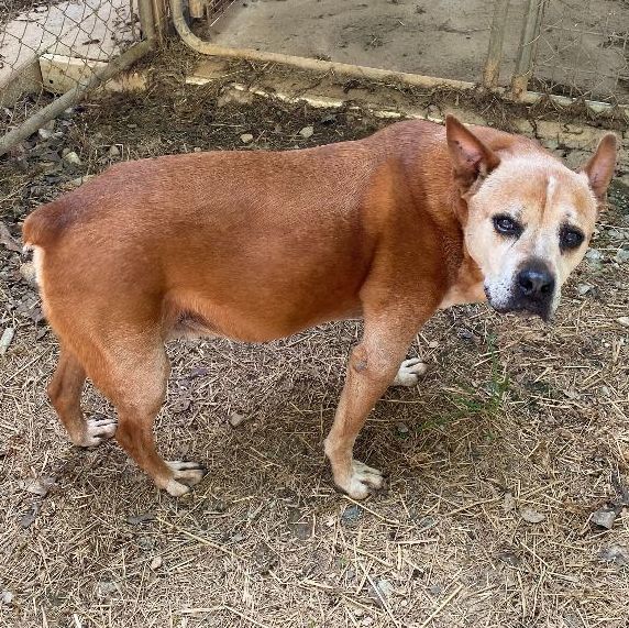 Diesel, a Adoptable mixed breed in Hartwell, GA image 3/6