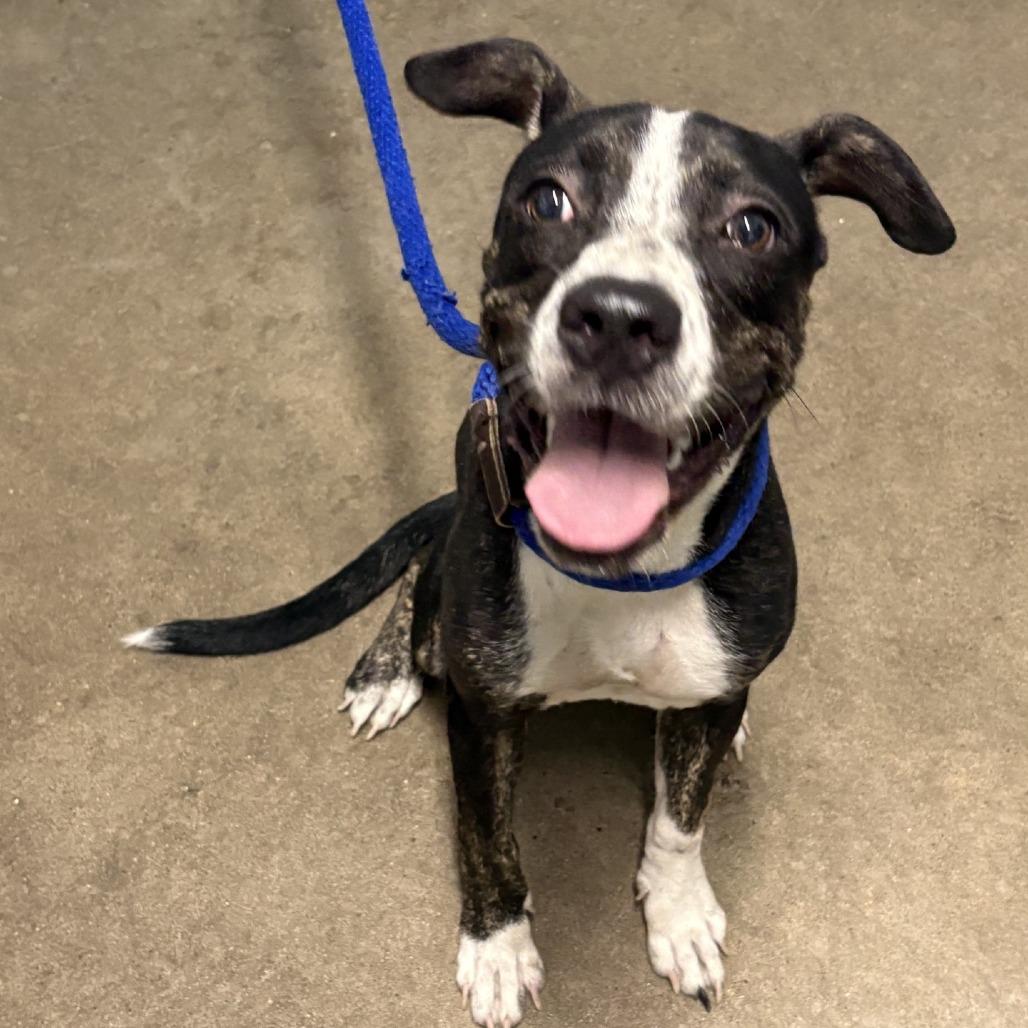 Enlarge Madeline, a Adoptable mixed breed in Beaumont, TX image 1/6