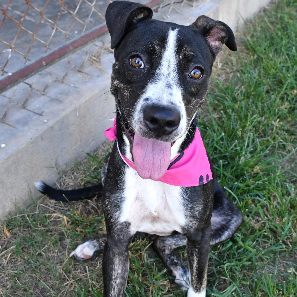 Enlarge Madeline, a Adoptable mixed breed in Beaumont, TX image 2/6