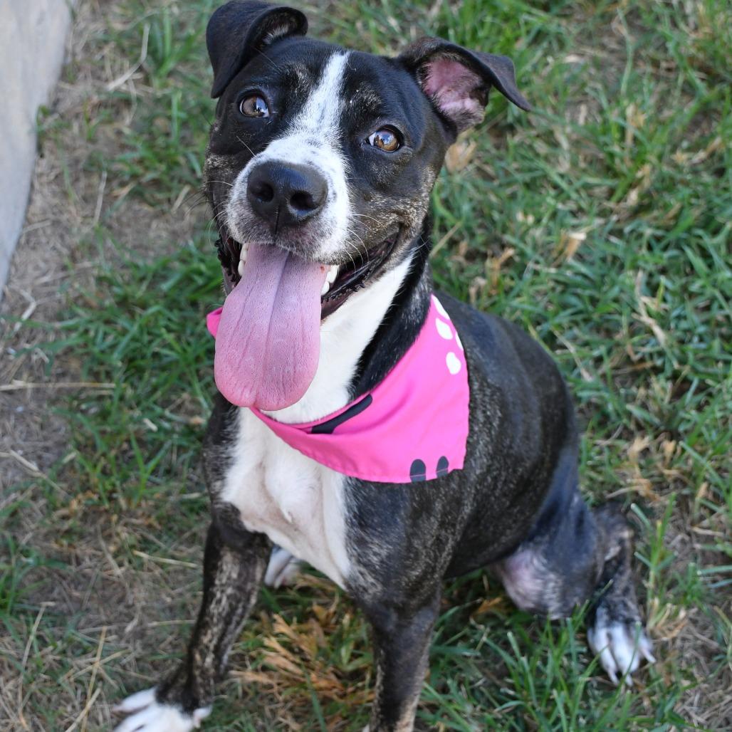 Enlarge Madeline, a Adoptable mixed breed in Beaumont, TX image 3/6