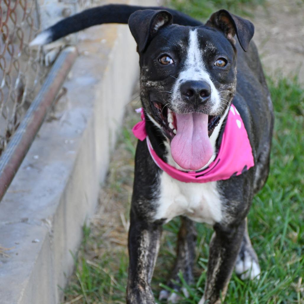 Enlarge Madeline, a Adoptable mixed breed in Beaumont, TX image 4/6