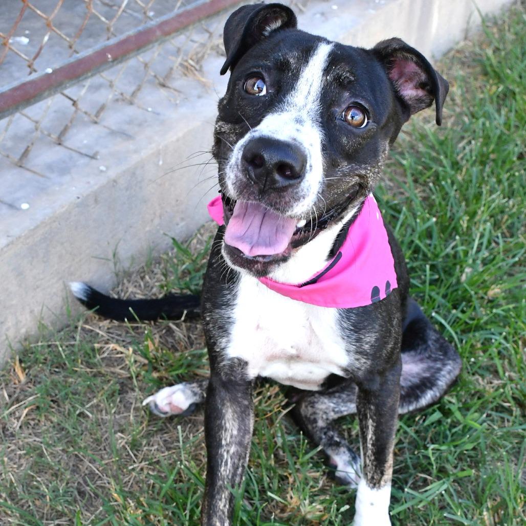 Enlarge Madeline, a Adoptable mixed breed in Beaumont, TX image 5/6