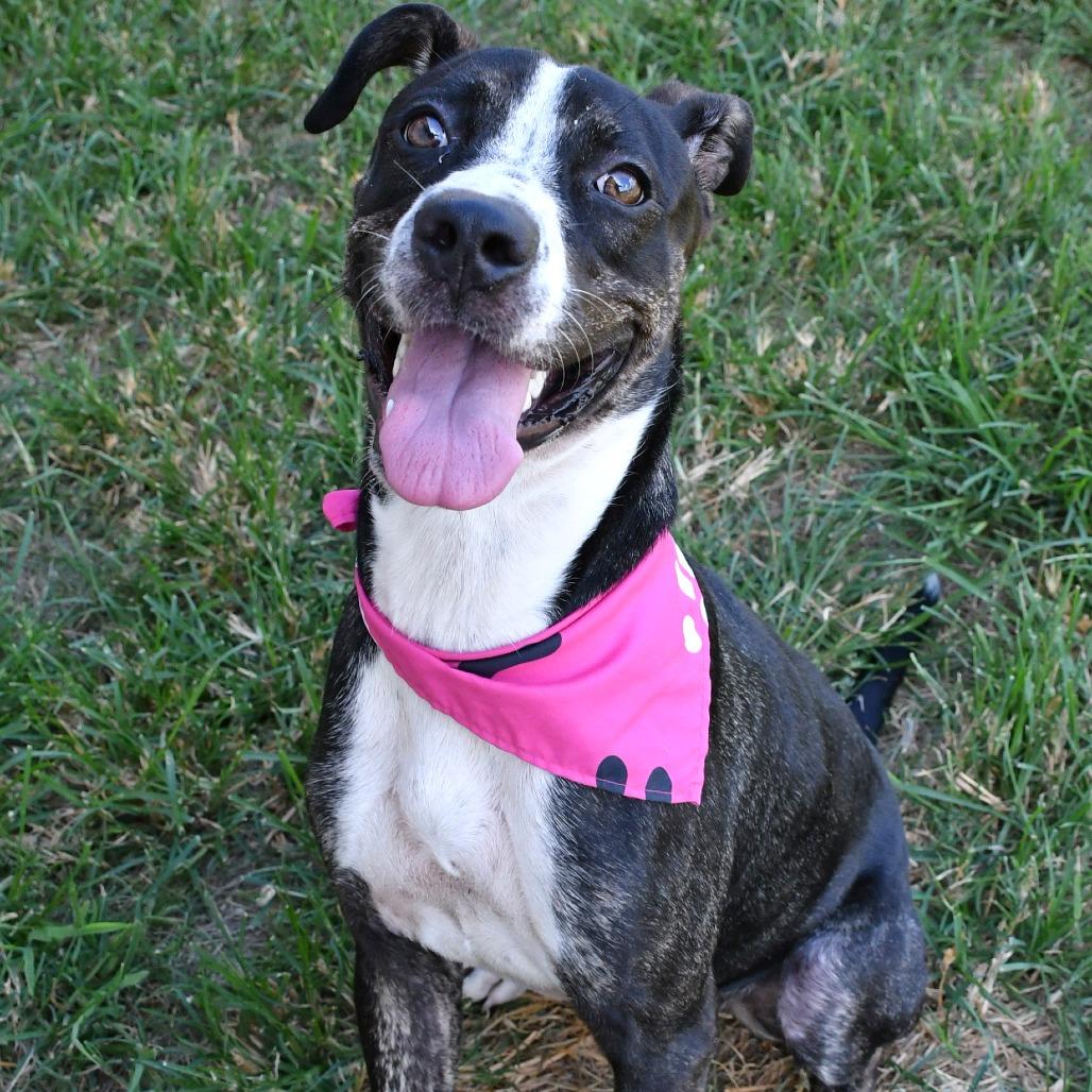 Enlarge Madeline, a Adoptable mixed breed in Beaumont, TX image 6/6