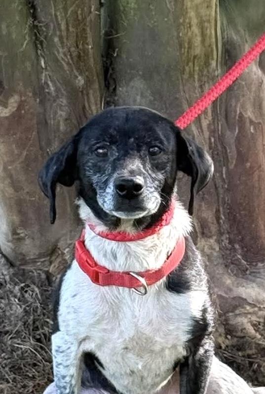 Gregor, Adoptable, Adult Male Dachshund.