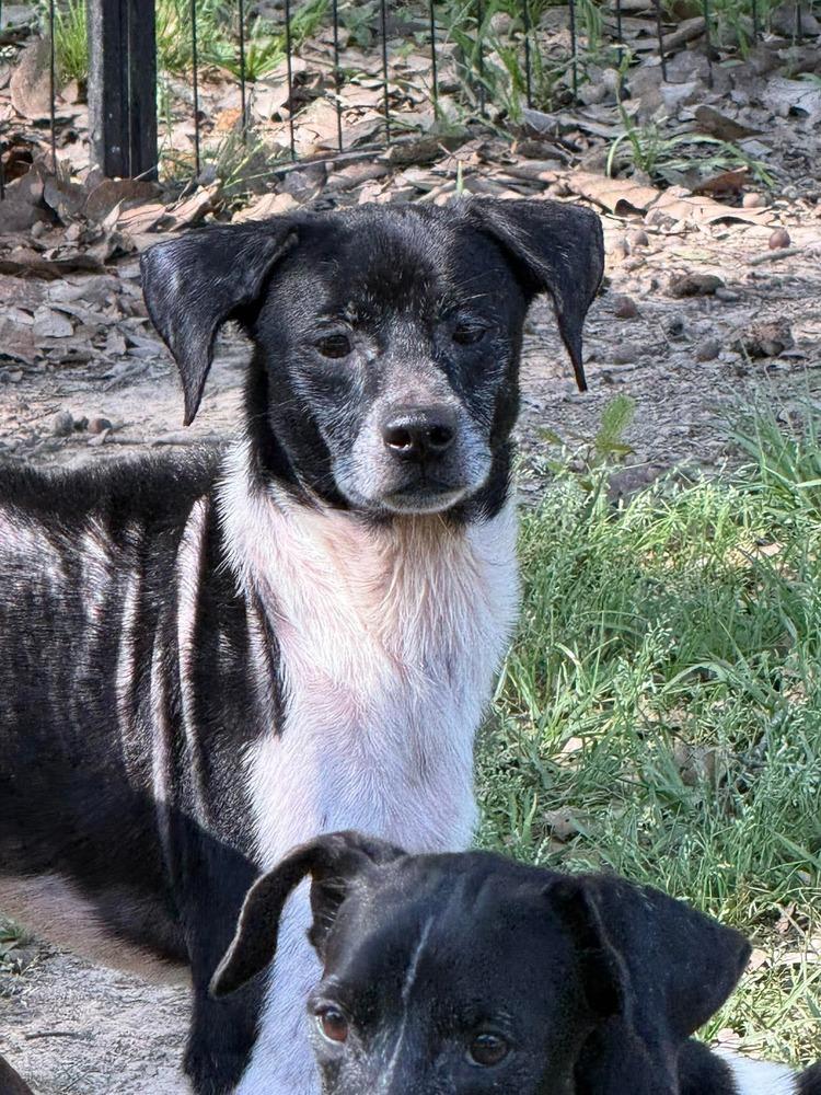 Gregor, a Adoptable mixed breed in Syracuse, NY image 2/6