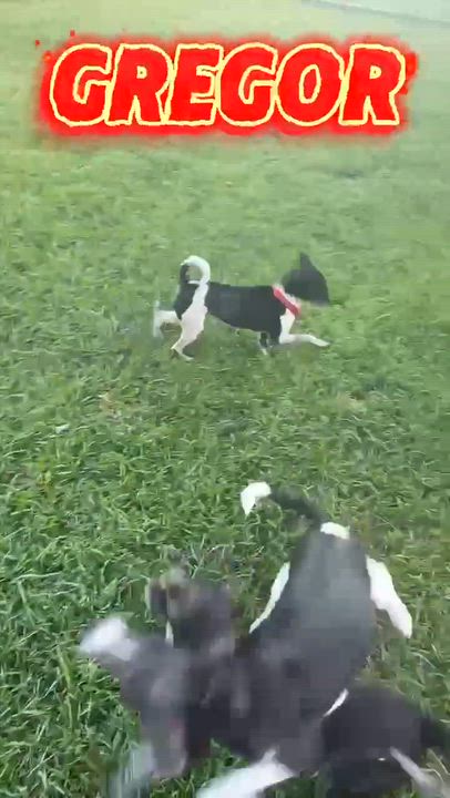Enlarge Gregor, a Adoptable mixed breed in Syracuse, NY video 4/6