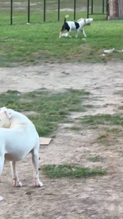 Enlarge Gregor, a Adoptable mixed breed in Syracuse, NY video 5/6