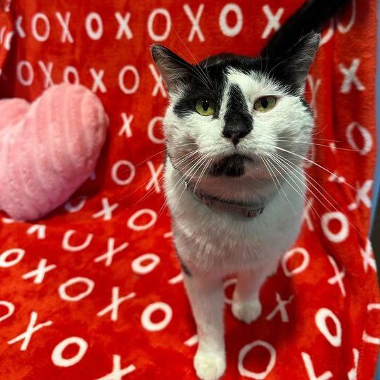 Bingo Bob, Adoptable, Adult Male Domestic Short Hair.