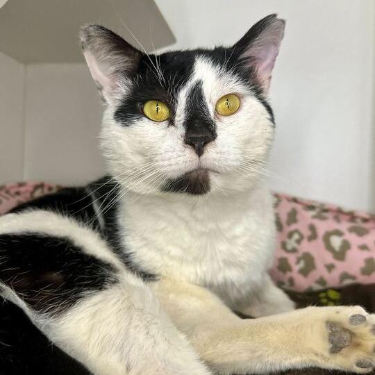 Enlarge Bingo Bob, a Adoptable Domestic Short Hair in Matteson, IL image 2/6