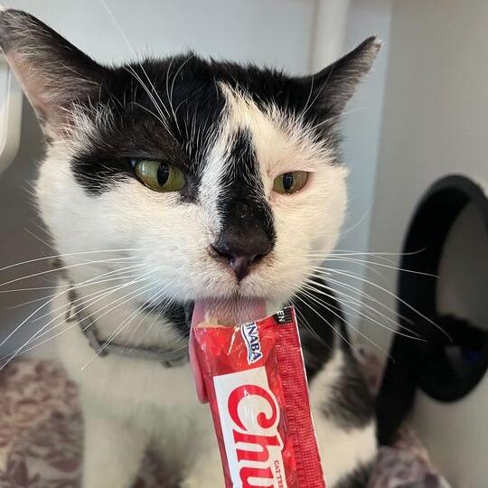 Enlarge Bingo Bob, a Adoptable Domestic Short Hair in Matteson, IL image 3/6