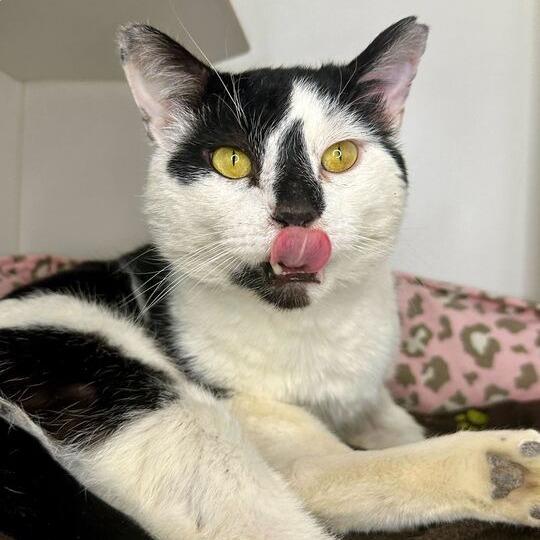 Enlarge Bingo Bob, a Adoptable Domestic Short Hair in Matteson, IL image 4/6