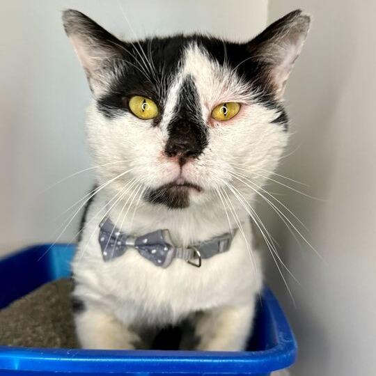 Enlarge Bingo Bob, a Adoptable Domestic Short Hair in Matteson, IL image 5/6