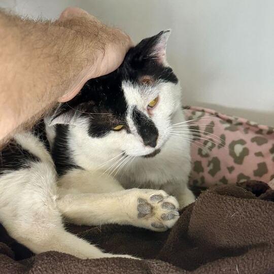 Enlarge Bingo Bob, a Adoptable Domestic Short Hair in Matteson, IL image 6/6