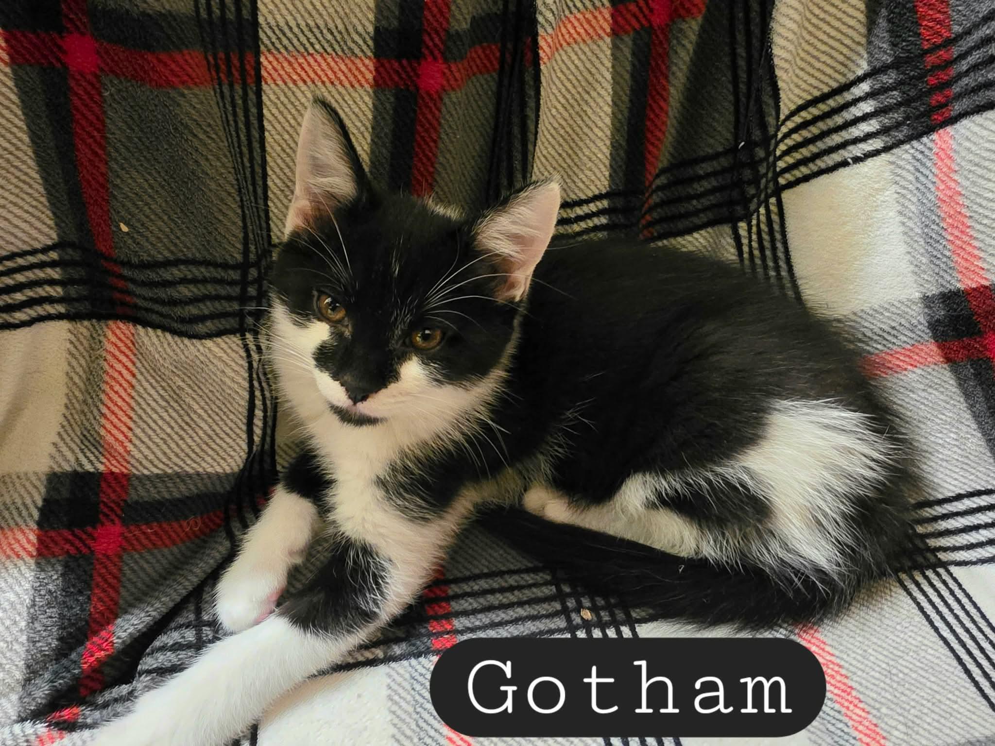 Gotham, a ADOPTABLE mixed breed in Gladstone, OR image 1/2