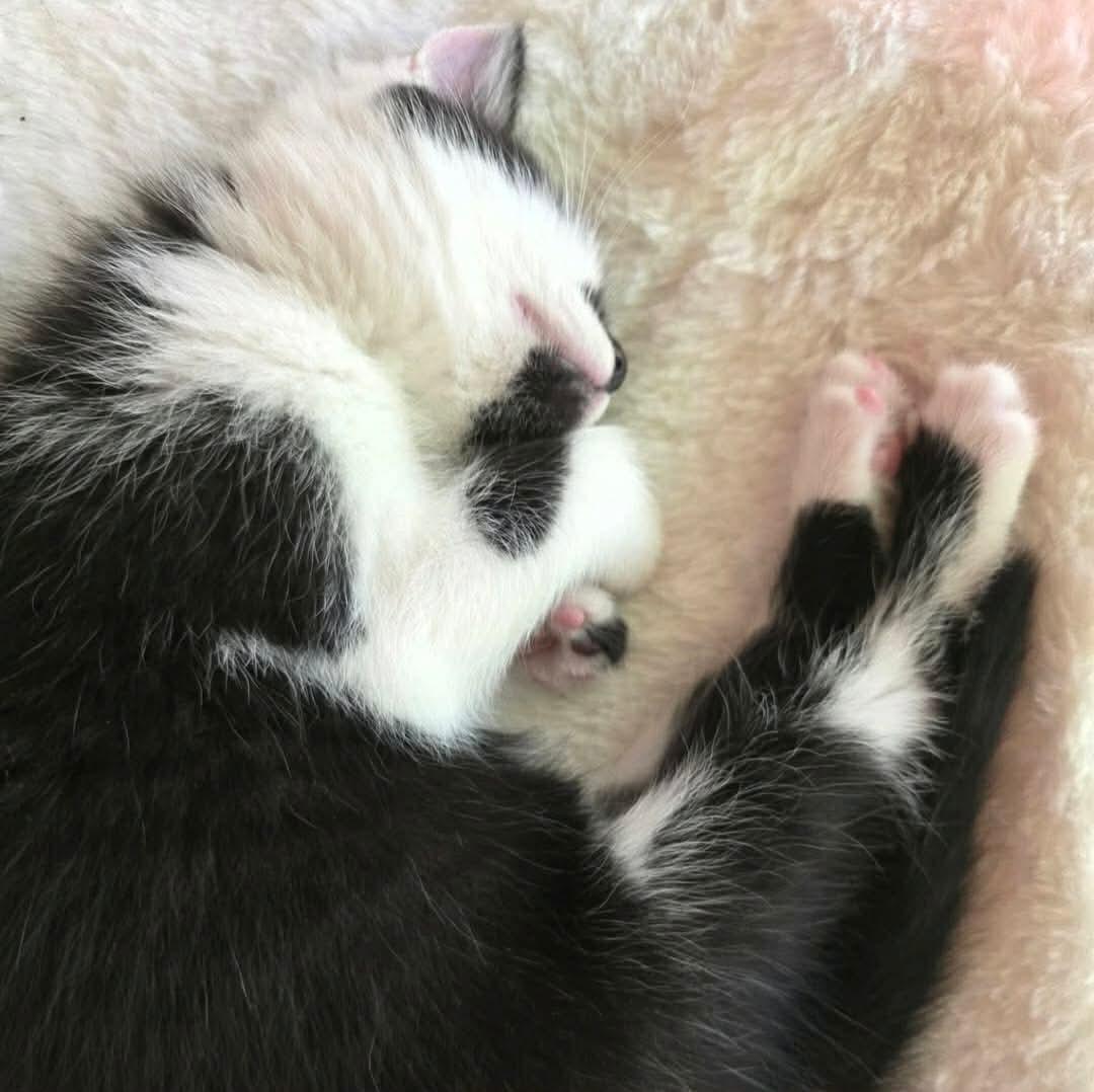 Gotham, a ADOPTABLE mixed breed in Gladstone, OR image 2/2