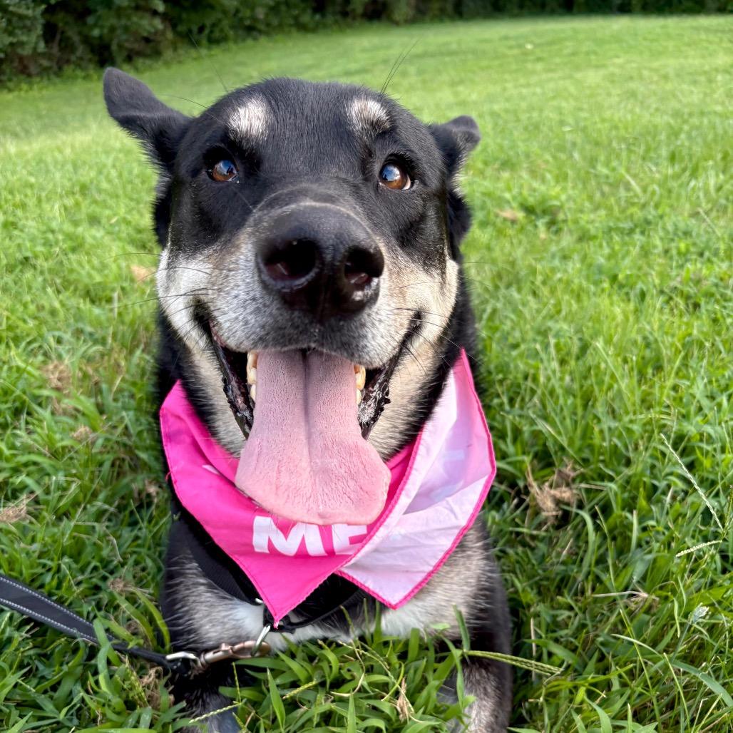 Bella May P4P, a Adoptable mixed breed in St Joseph, MO image 1/6