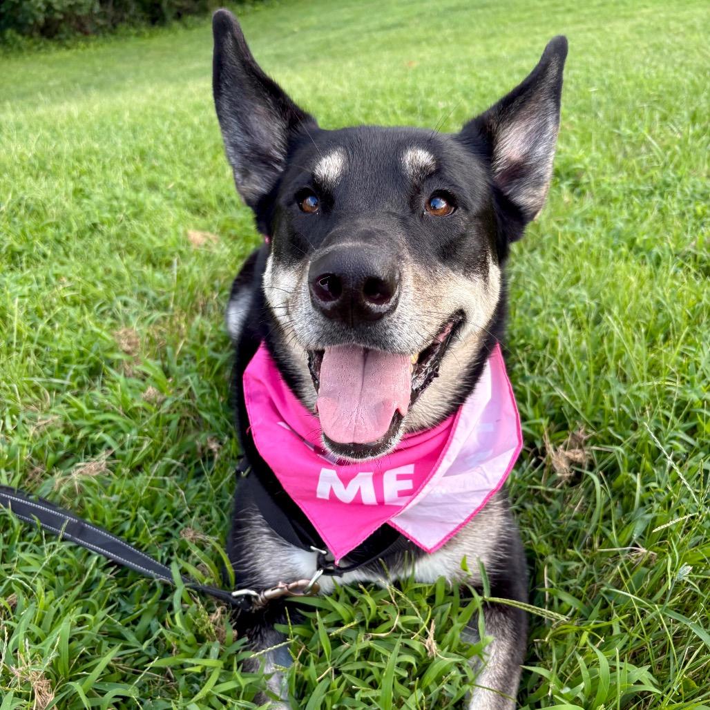 Bella May P4P, a Adoptable mixed breed in St Joseph, MO image 2/6