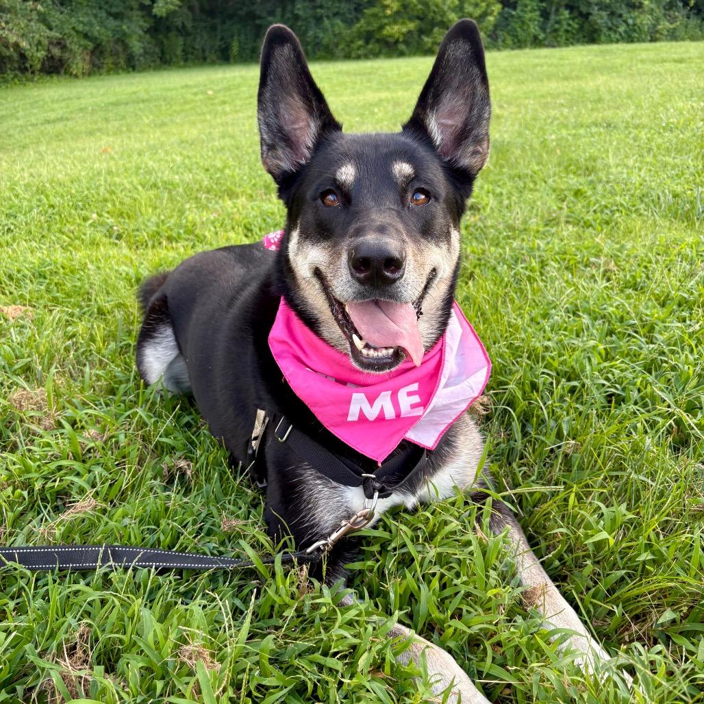 Bella May P4P, a Adoptable mixed breed in St Joseph, MO image 3/6