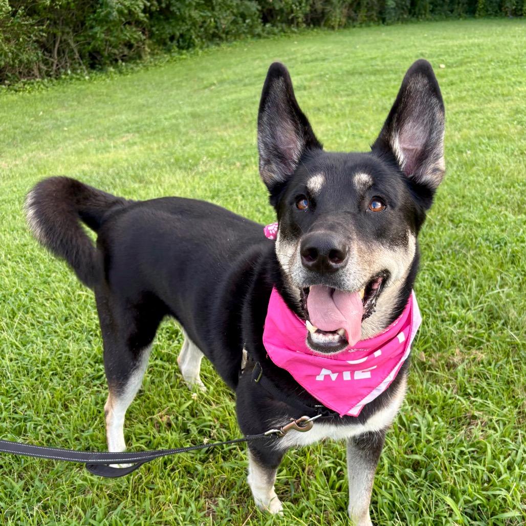 Bella May P4P, a Adoptable mixed breed in St Joseph, MO image 4/6