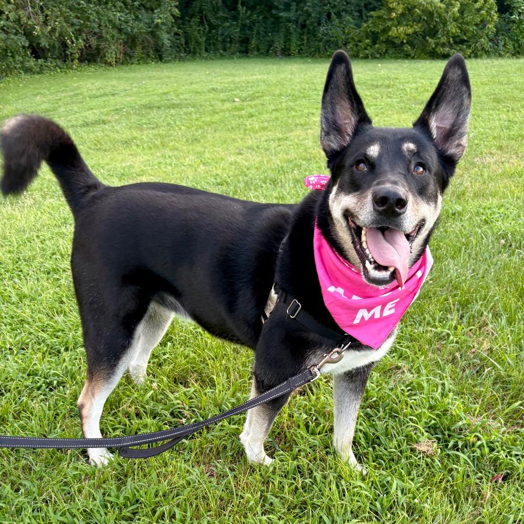 Bella May P4P, a Adoptable mixed breed in St Joseph, MO image 5/6