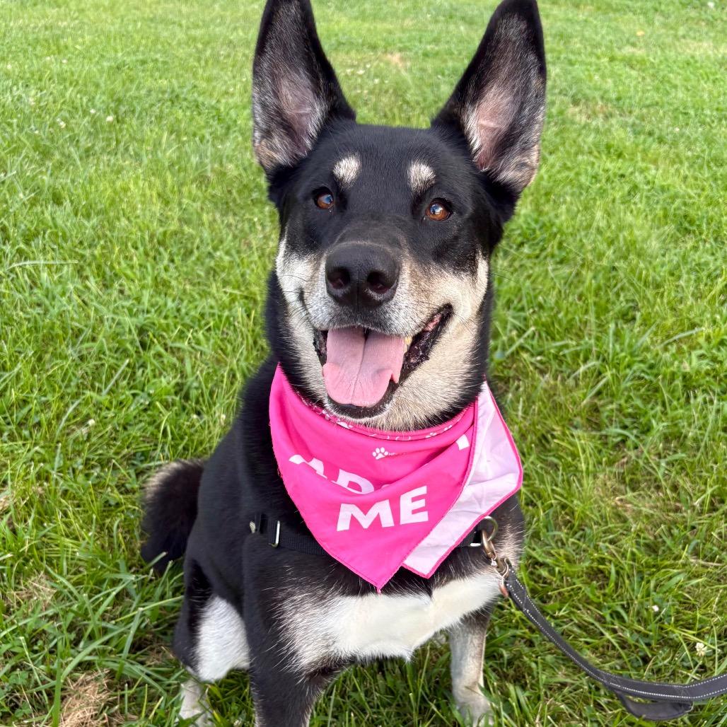 Bella May P4P, a Adoptable mixed breed in St Joseph, MO image 6/6