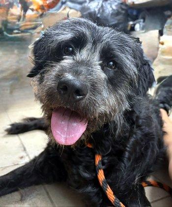 Enlarge Happy, a Adoptable Schnoodle in Bedford Hills, NY image 1/6