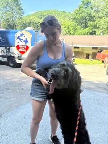 Enlarge Happy, a Adoptable Schnoodle in Bedford Hills, NY image 5/6