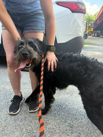 Enlarge Happy, a Adoptable Schnoodle in Bedford Hills, NY image 6/6