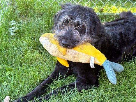 Enlarge Happy, a Adoptable Schnoodle in Bedford Hills, NY image 3/6