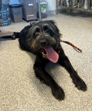 Enlarge Happy, a Adoptable Schnoodle in Bedford Hills, NY image 4/6