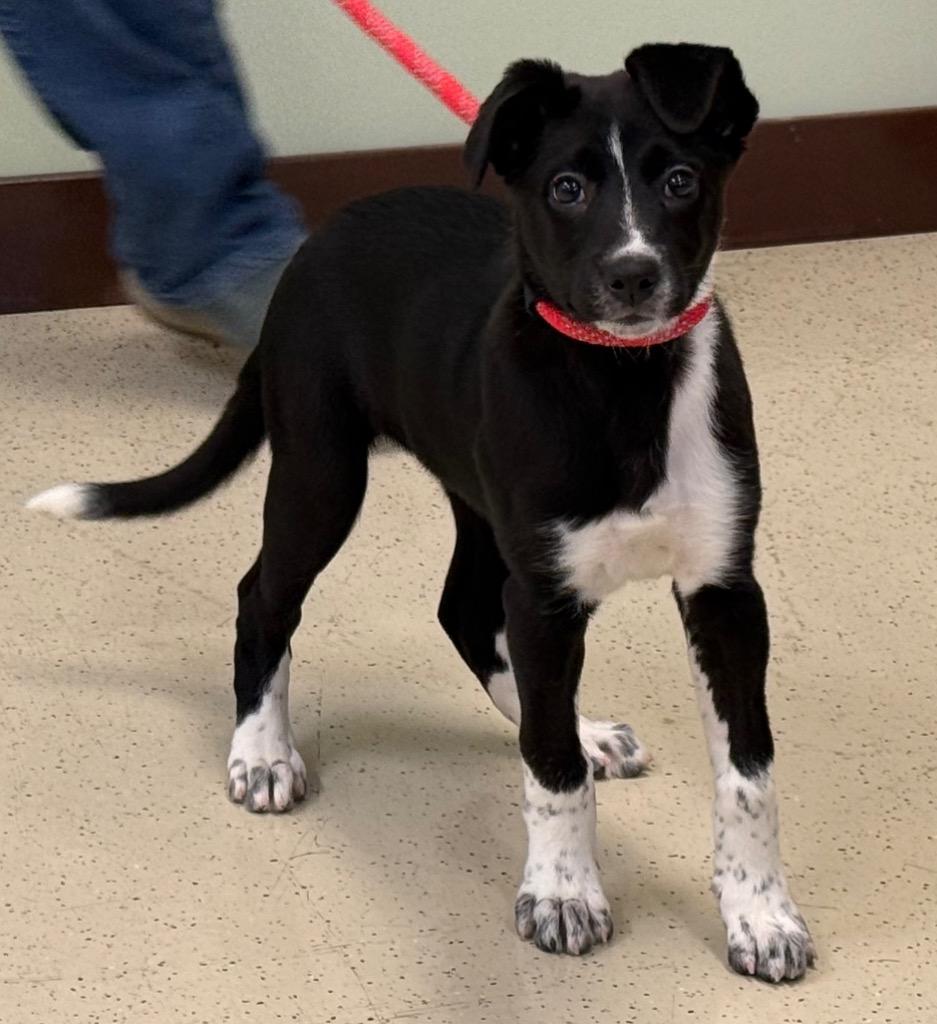 Enlarge Vivie, an adopted mixed breed in Amery, WI image 4/4