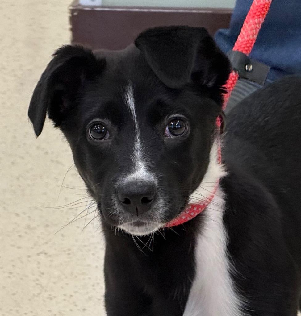 Vivie, adopted, Puppy Female Border Collie & Greyhound.