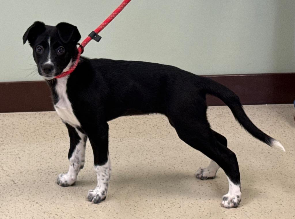 Enlarge Vivie, an adopted mixed breed in Amery, WI image 2/4