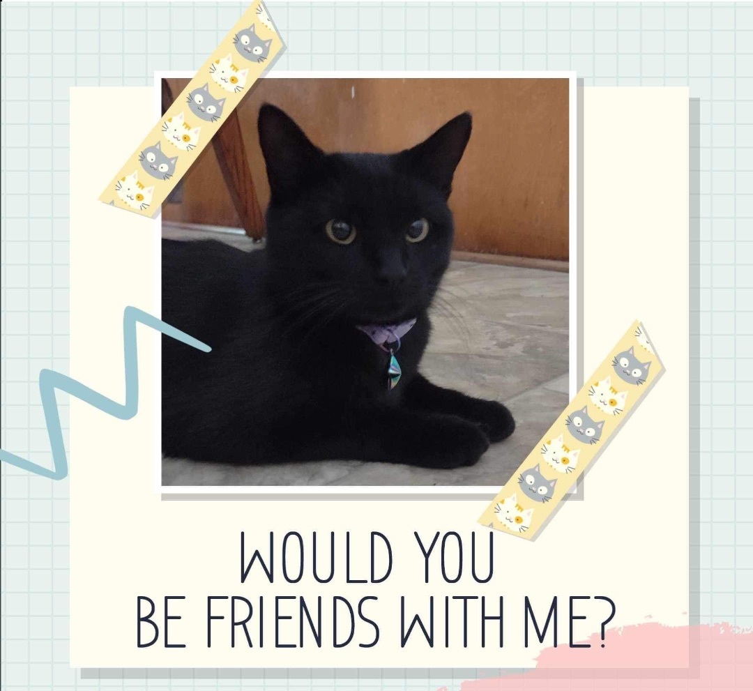 Enlarge Luna, a Adopted Burmese in Washington, IN image 2/6