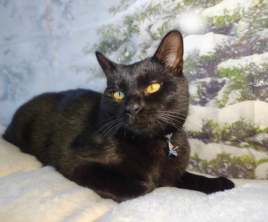 Enlarge Luna, a Adopted Burmese in Washington, IN image 3/6