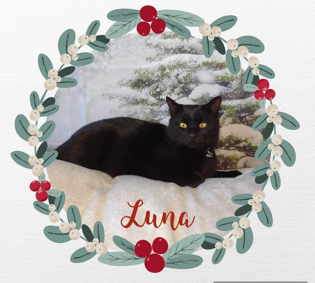 Enlarge Luna, a Adopted Burmese in Washington, IN image 4/6