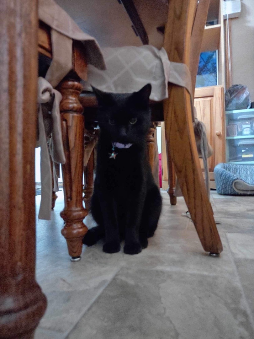 Enlarge Luna, a Adopted Burmese in Washington, IN image 5/6