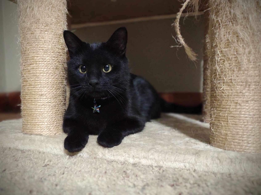 Enlarge Luna, a Adopted Burmese in Washington, IN image 6/6