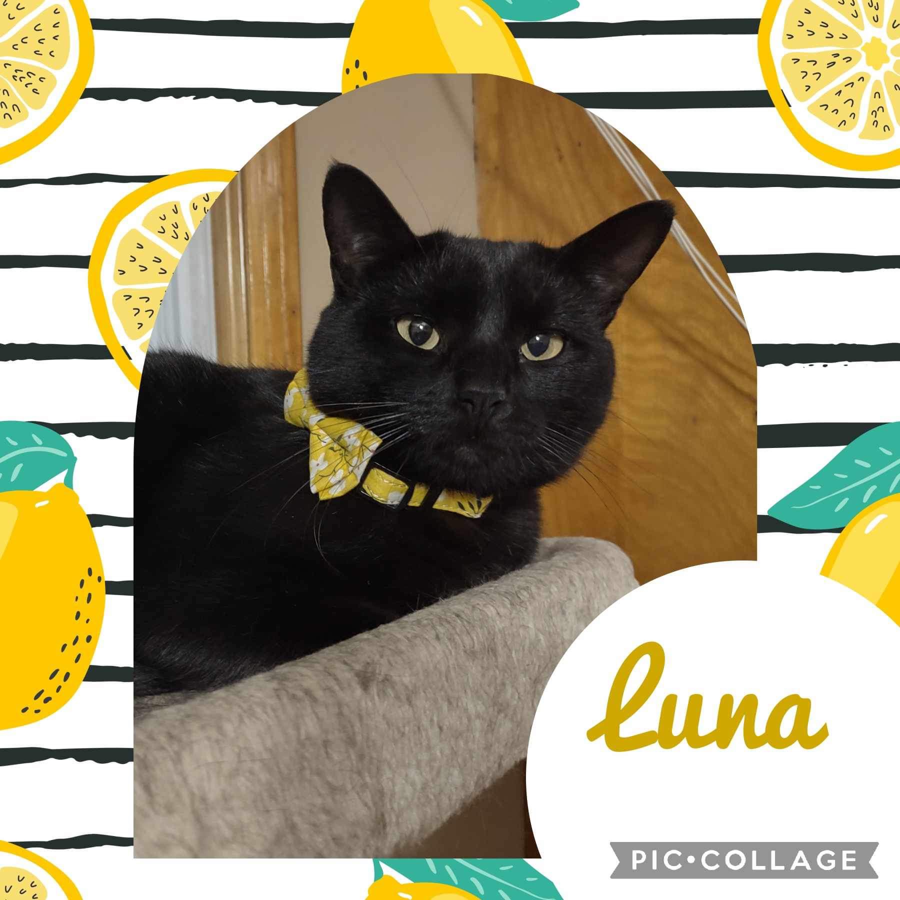 Enlarge Luna, a Adopted Burmese in Washington, IN image 1/6