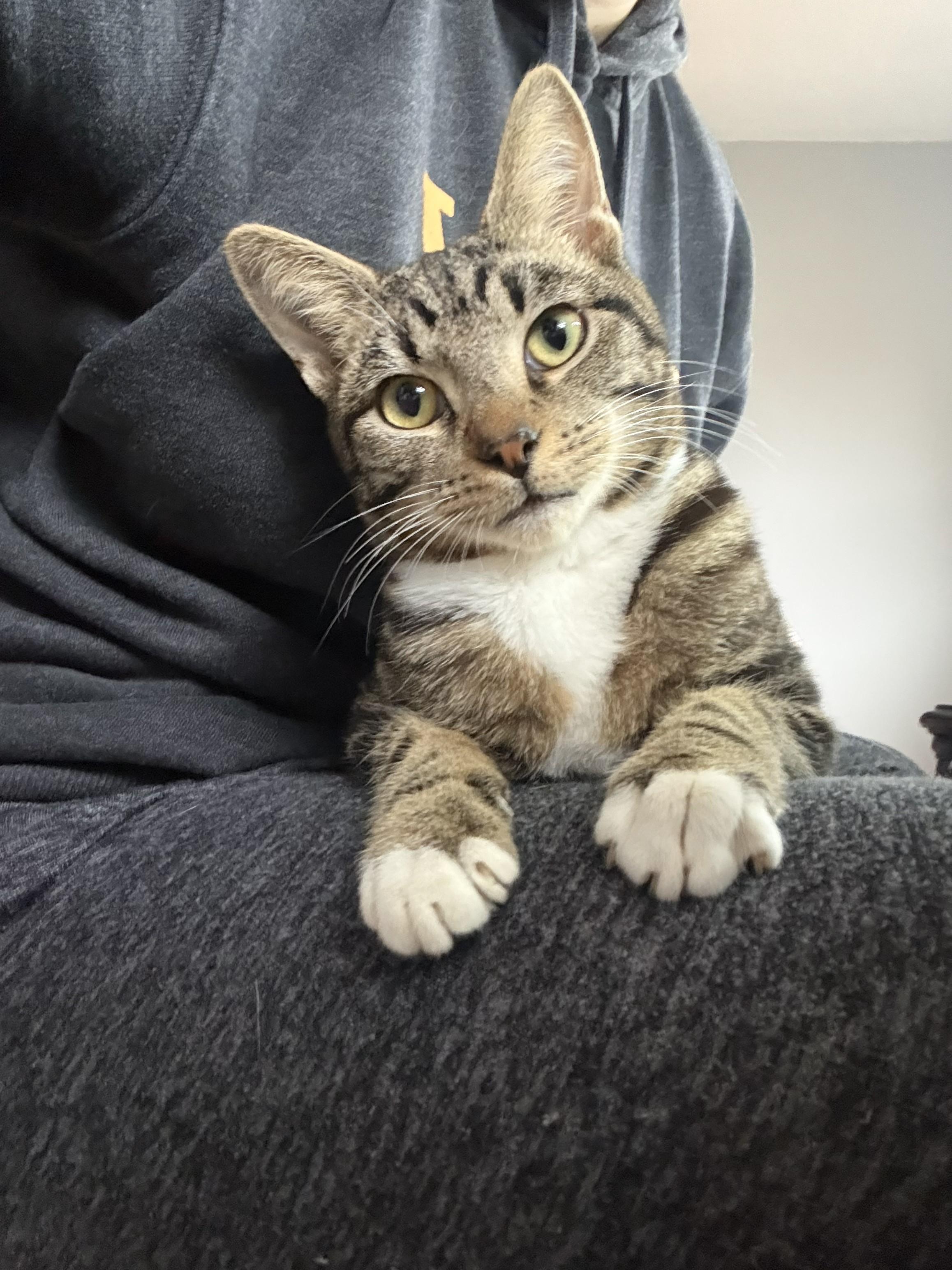 Bert , ADOPTABLE, Kitten Male Domestic Short Hair.