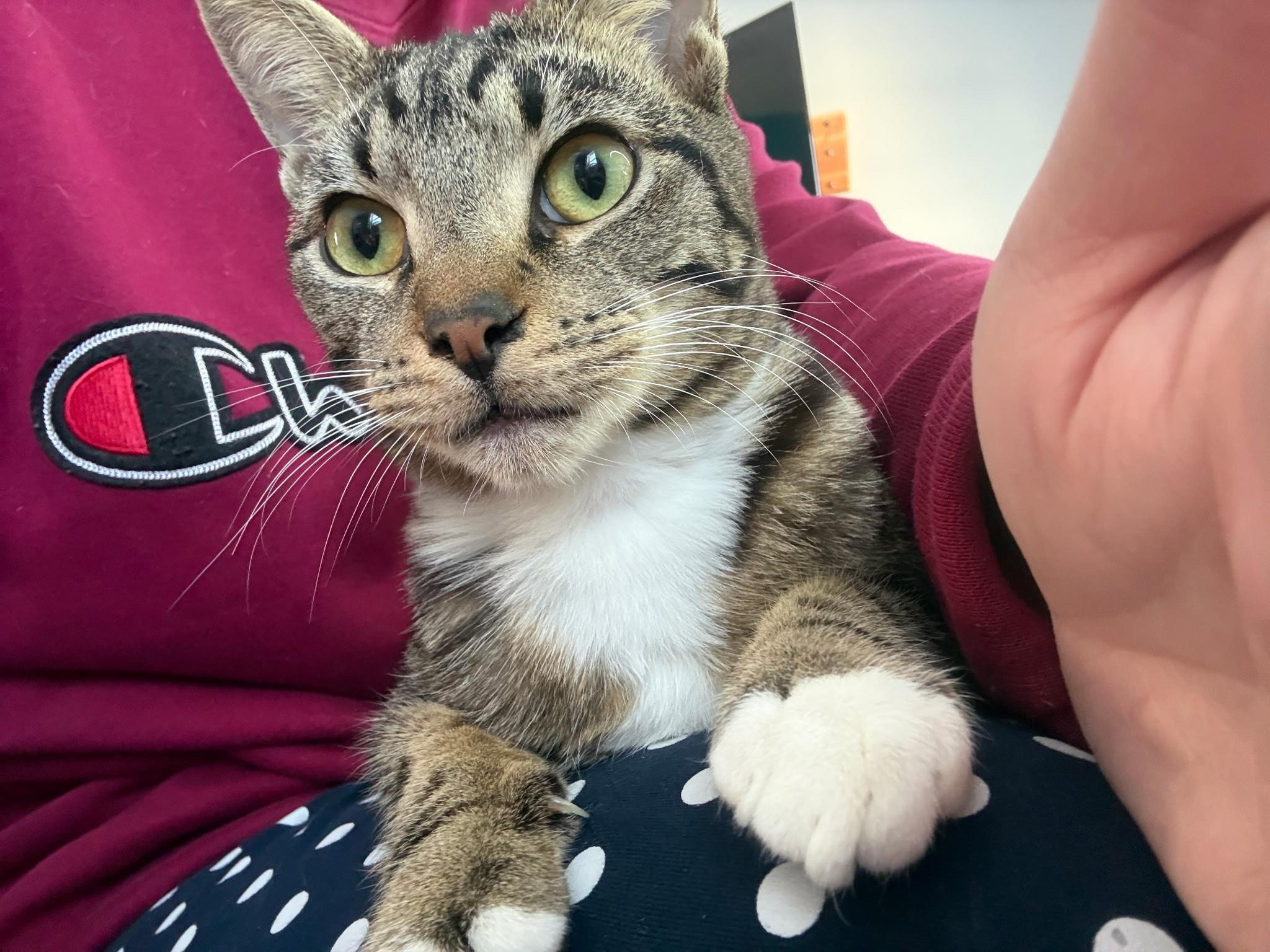 Enlarge Bert , a ADOPTABLE Domestic Short Hair in Salisbury, MA image 2/6