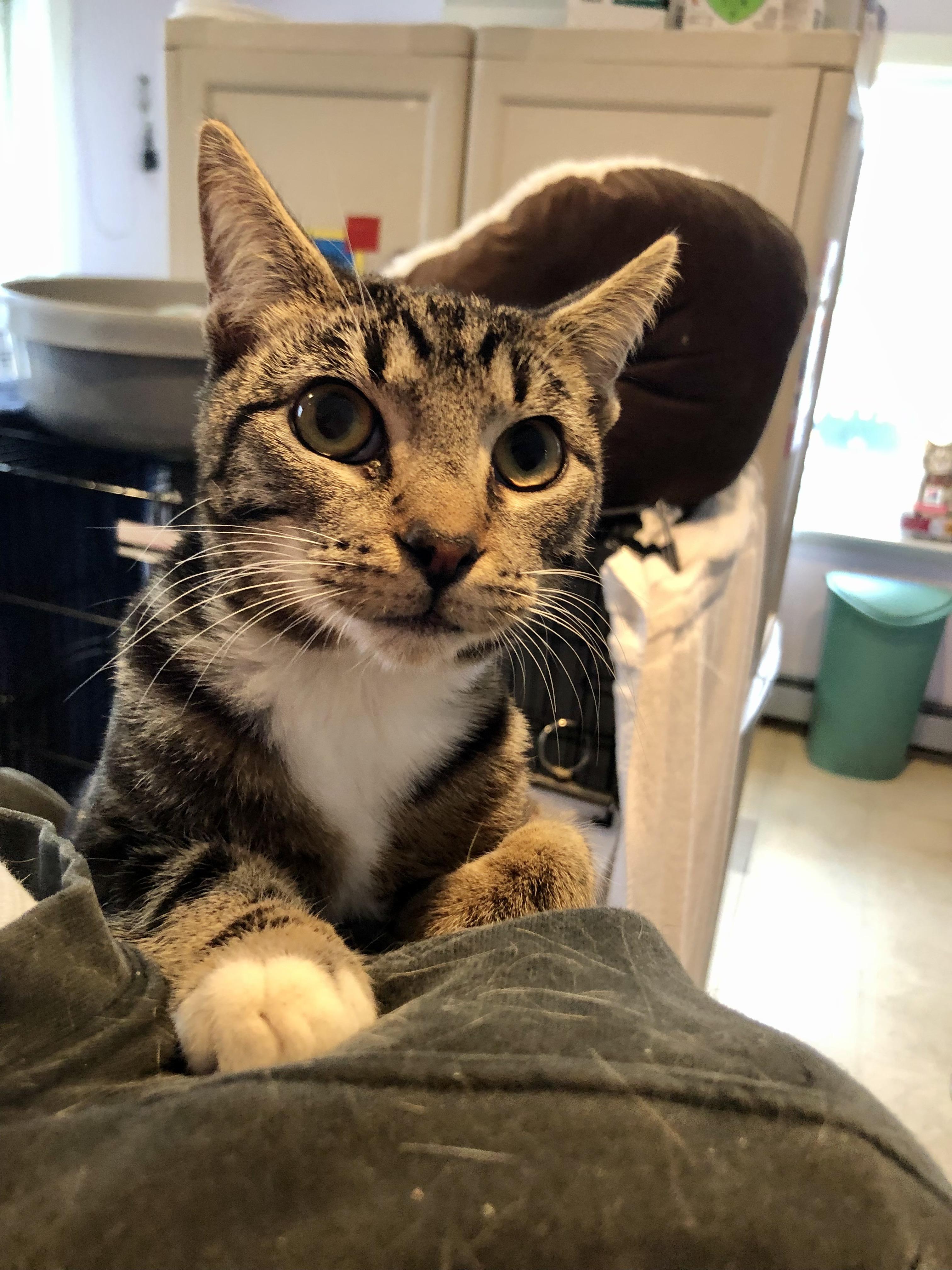 Enlarge Bert , a ADOPTABLE Domestic Short Hair in Salisbury, MA image 1/3