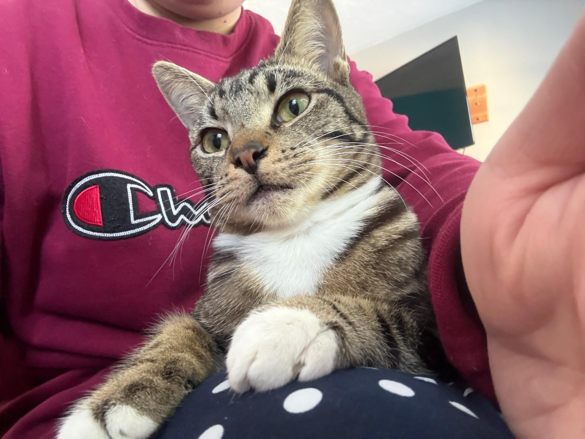 Enlarge Bert , a ADOPTABLE Domestic Short Hair in Salisbury, MA image 5/6