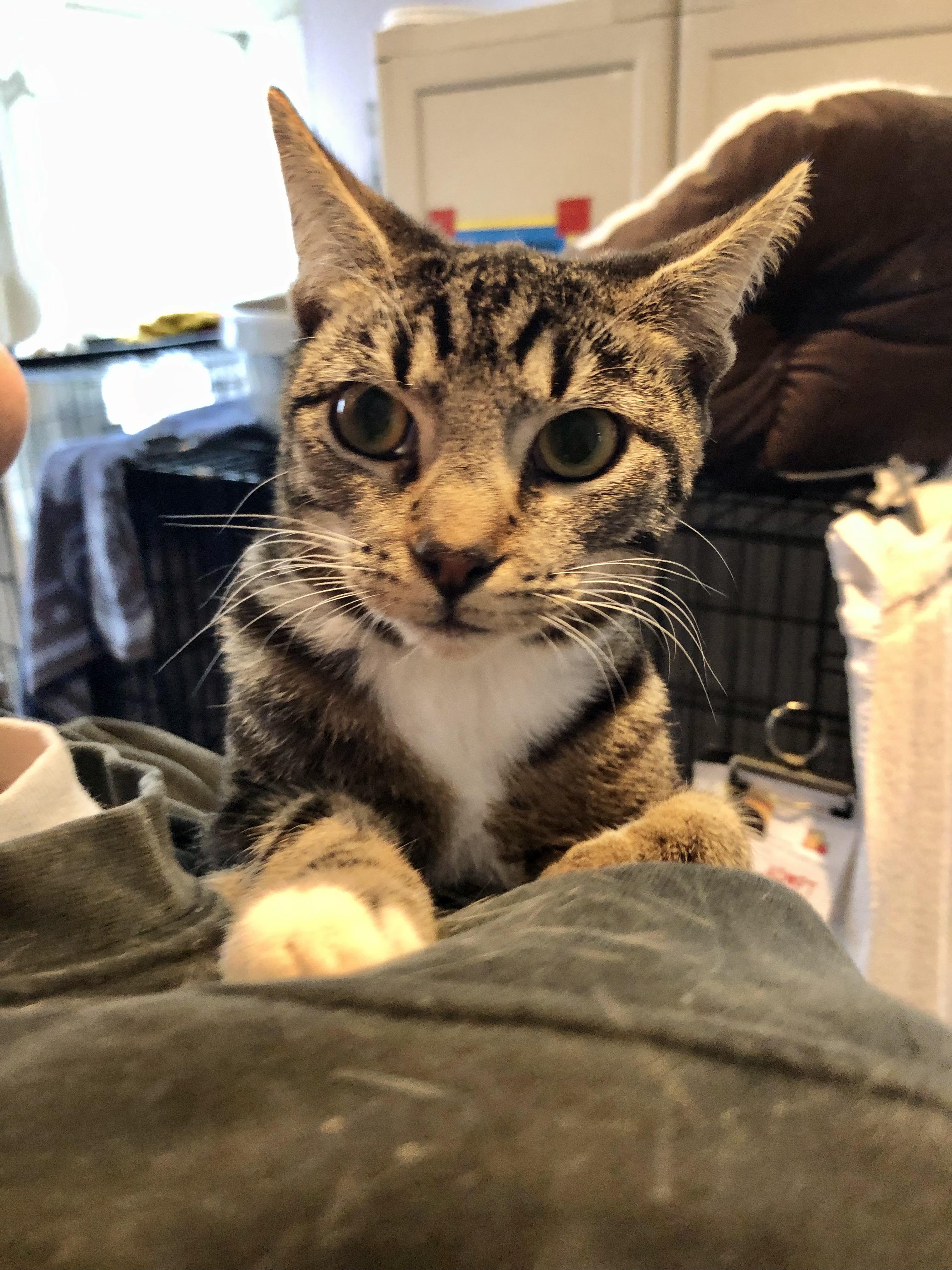 Enlarge Bert , a ADOPTABLE Domestic Short Hair in Salisbury, MA image 2/3