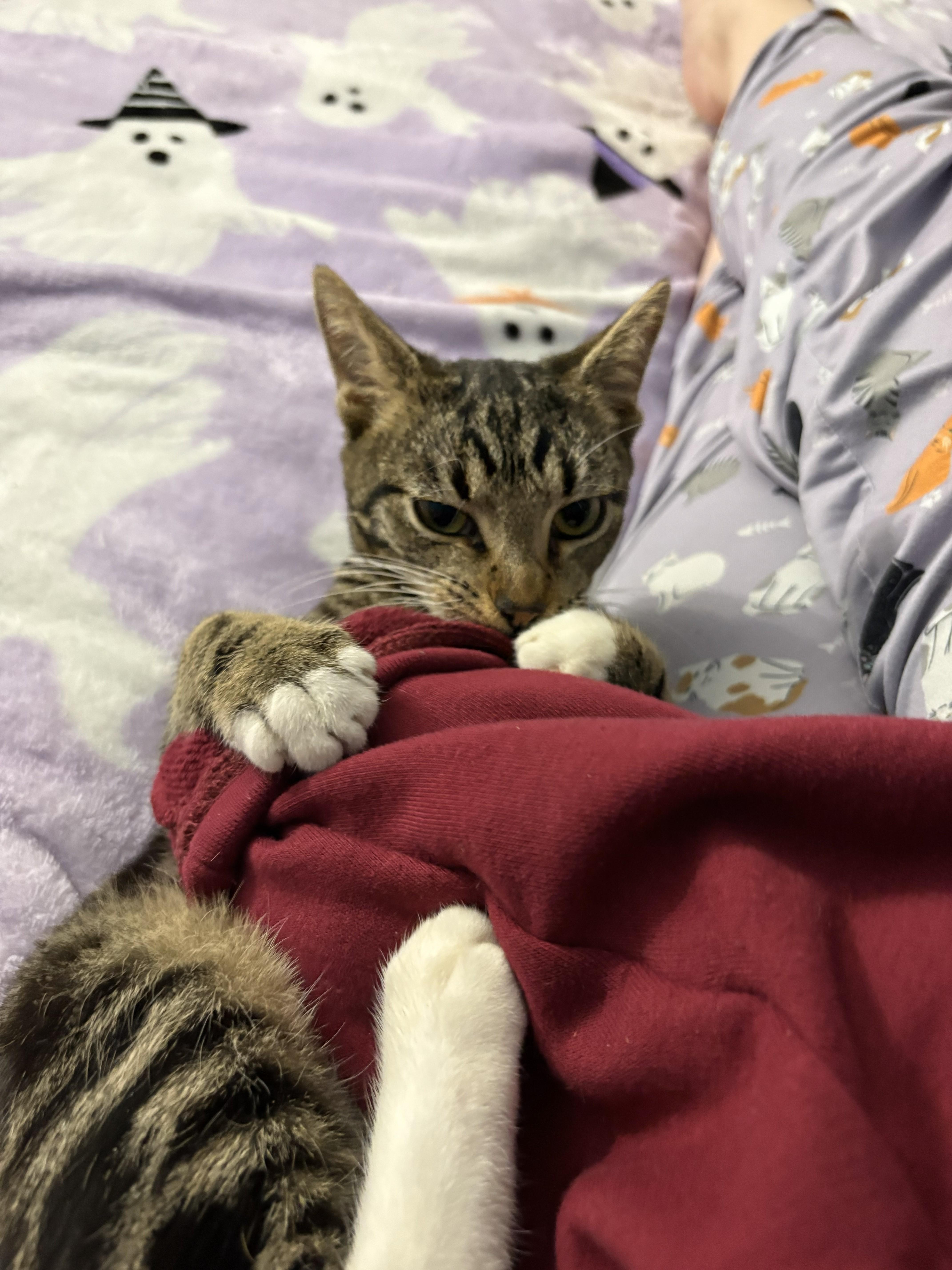 Enlarge Bert , a ADOPTABLE Domestic Short Hair in Salisbury, MA image 3/6