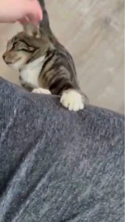 Enlarge Bert , a ADOPTABLE Domestic Short Hair in Salisbury, MA video 3/3