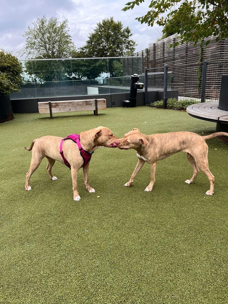 Nieveah, a Adopted mixed breed in Bronx, NY image 1/6