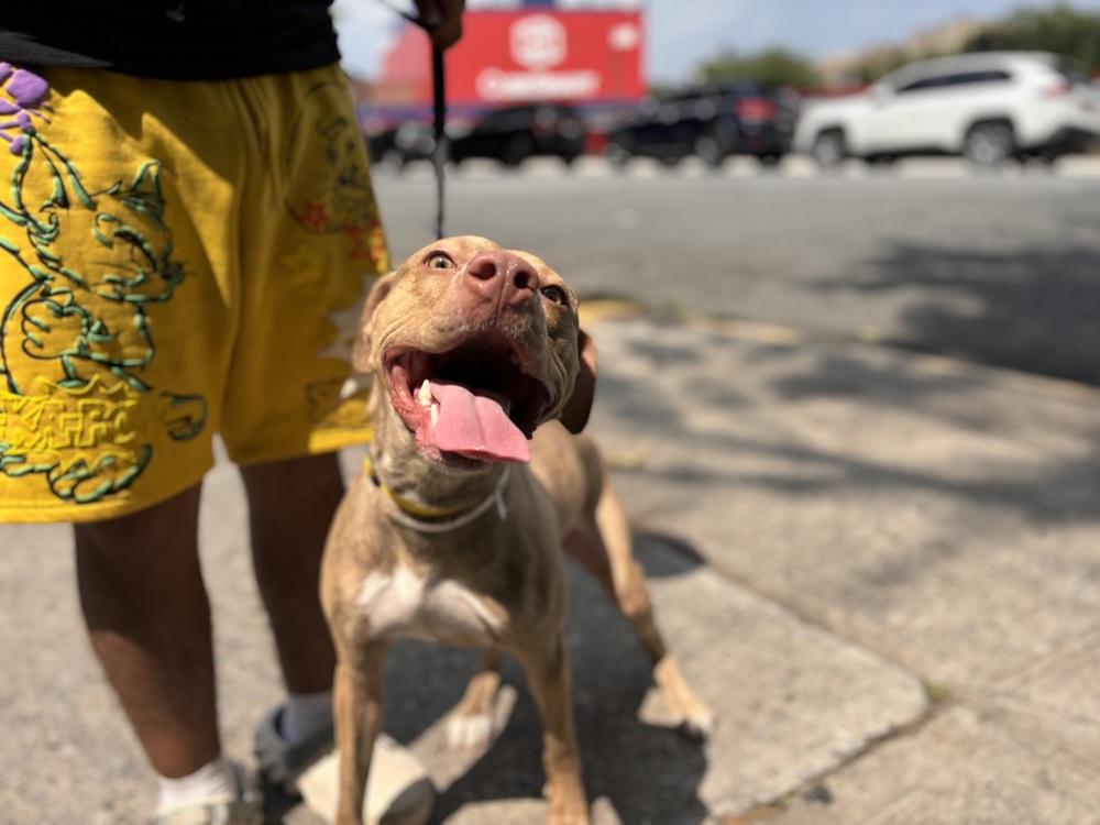 Nieveah, a Adopted mixed breed in Bronx, NY image 3/6
